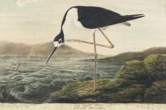 Black-necked Stilt (Himantopus mexicanus), Havell plate no. 328