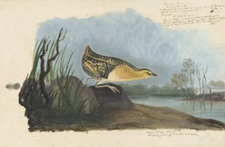 Yellow Rail (Coturnicops noveboracensis), Havell plate no. 329; sketch of a feather