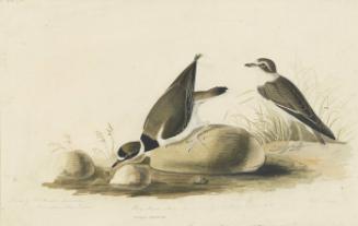Semipalmated Plover (Charadrius semipalmatus), Havell plate no. 330