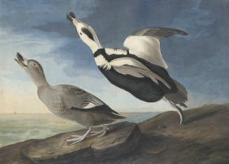 Labrador Duck (Camptorhynchus labradorius), Havell plate no. 332