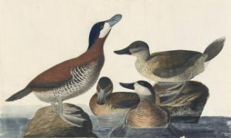Ruddy Duck (Oxyura jamaicensis), Havell plate no. 343