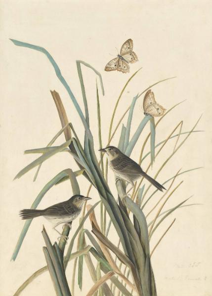 Seaside Sparrow (Ammodramus maritimus), Havell plate no. 355