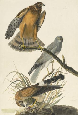 Northern Harrier (Circus cyaneus), Havell plate no. 356