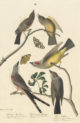 Say's Phoebe (Sayornis saya), Western Kingbird (Tyrannus verticalis), Scissor-tailed Flycatcher (Tyrannus forficatus), Havell plate no. 359