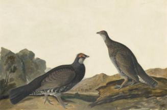 Blue Grouse (Dendragapus obscurus), Havell plate no. 361