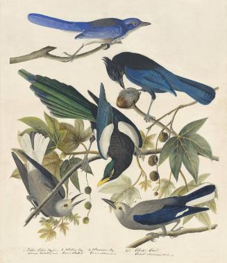 Yellow-billed Magpie (Pica nuttalli), Steller's Jay (Cyanocitta stelleri), Western Scrub-Jay (Aphelocoma californica), Clark's Nutcracker (Nucifraga columbiana), Havell plate no. 362