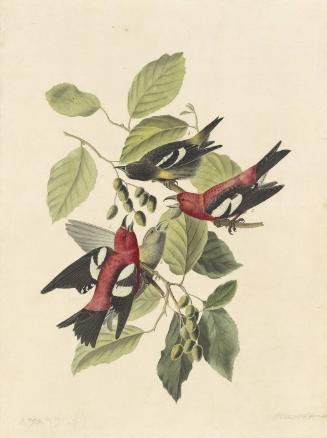 White-winged Crossbill (Loxia leucoptera), Havell plate no. 364