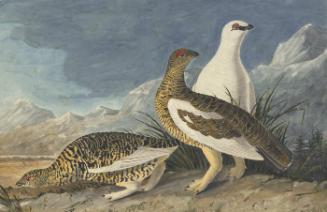 Rock Ptarmigan (Lagopus muta), Havell plate no. 368