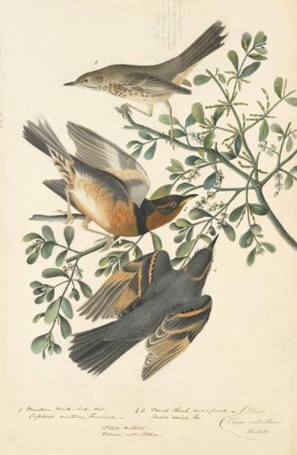 Sage Thrasher (Oreoscoptes montanus) and Varied Thrush (Ixoreus naevius), Havell plate no. 369