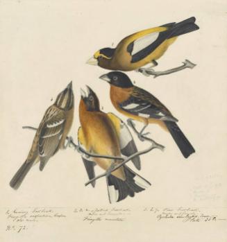 Evening Grosbeak (Coccothraustes vespertinus) and Black-headed Grosbeak (Pheucticus melanocephalus), Havell plate no. 373