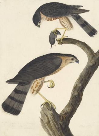 Sharp-shinned Hawk (Accipiter striatus), Havell plate no. 374