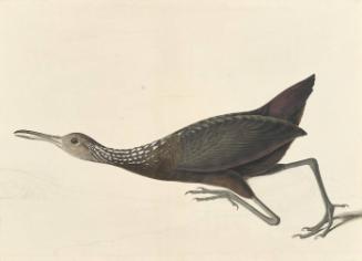 Limpkin (Aramus guarauna), Havell plate no. 377