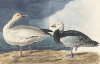Snow Goose (Chen caerulescens), Havell plate no. 381