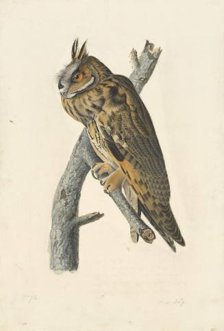 Long-eared Owl (Asio otus), Havell plate no. 383