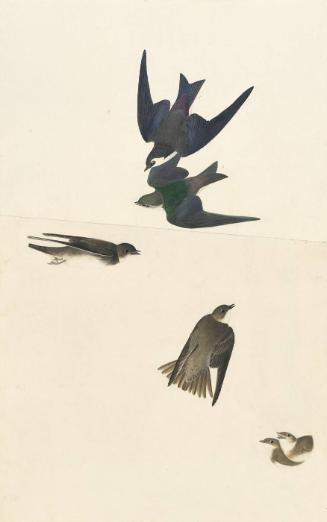 Violet-green Swallow (Tachycineta thalassina) and Bank Swallow (Riparia riparia), Havell plate no. 385