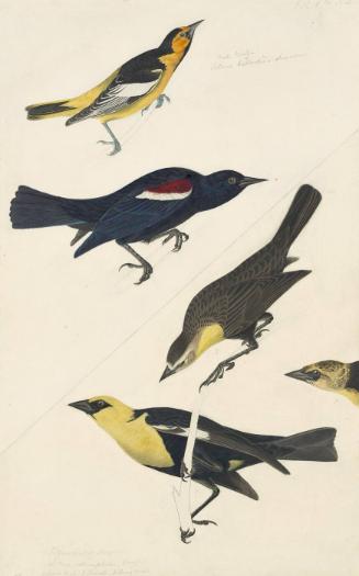 Bullock's Oriole (Icterus bullockii), Tricolored Blackbird (Agelaius tricolor), and Yellow-headed Blackbird (Xanthocephalus xanthocephalus), Havell plate no. 388