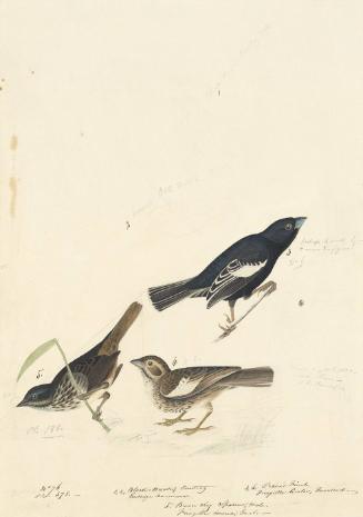 Lark Bunting (Calamospiza melanocorys) and Song Sparrow (Melospiza melodia), Havell plate no. 390; incomplete sketches of two birds