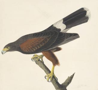 Harris' Hawk (Parabuteo unicinctus), Havell plate no. 392