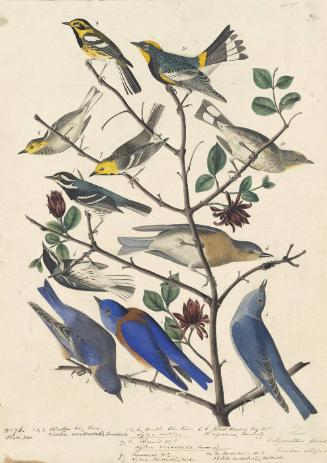 Townsend's Warbler (Setophaga townsendi), Audubon's Warbler (Setophaga coronata auduboni), Mountain Bluebird (Sialia currucoides), Western Bluebird (Sialia mexicana), Black-throated Gray Warbler (Setophaga nigrescens), and Hermit Warbler (Setophaga occidentalis) , Havell plate nos. 393 and 395