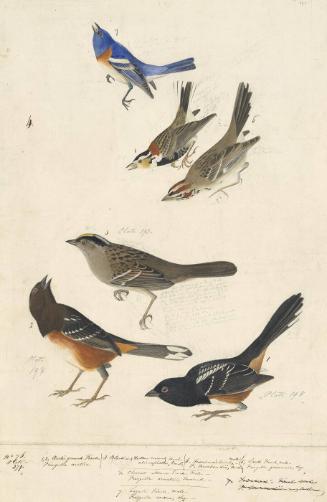 Lazuli Bunting (Passerina amoena), Chestnut-collared Longspur (Calcarius ornatus), Lark Sparrow (Chondestes grammacus), Golden-crowned Sparrow (Zonotrichia atricapilla), and Spotted Towhee (Pipilo maculatus), Havell pl. nos. 390, 394, and 398