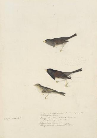 Dark-eyed Junco (Junco hyemalis) and Clay-colored Sparrow (Spizella pallida), Havell plate no. 398