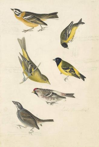 Smith's Longspur (Calcarius pictus), Lesser Goldfinch (Spinus psaltria), Hooded Siskin (Spinus magellanicus), Western Tanager (Piranga ludoviciana), Hoary Redpoll (Acanthis hornemanni), Townsend's Bunting (Emberiza townsendii)?, Study for Havell pls. 394 and 400