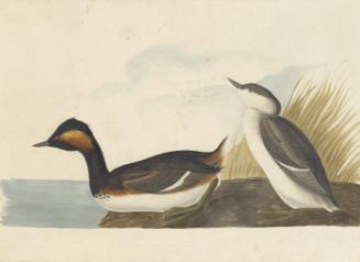 Eared Grebe (Podiceps nigricollis), Study for Havell pl. 404