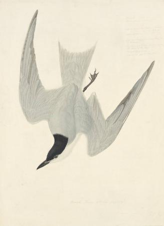 Gull-billed Tern (Sterna nilotica), Study for Havell pl. 410; sketch of an insect below bird's beak