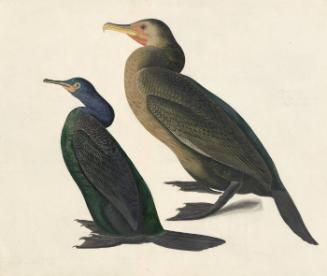Pelagic Cormorant (Phalacrocorax pelgicus) and Brandt's Cormorant (Phalacrocorax penicillatus), Study for Havell pl. 412