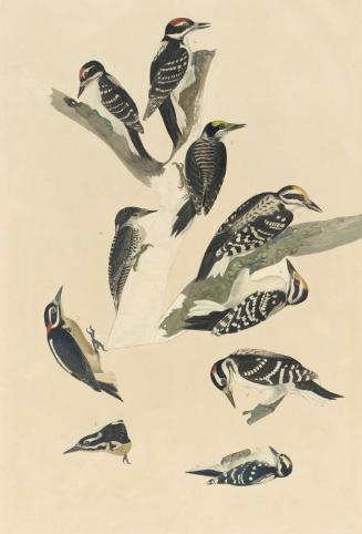 Hairy Woodpecker (Picoides villosus; subspecies audubonii and harrisi) and Three-toed Woodpecker (Picoides dorsalis), Study for Havell pl. 417