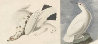 Rock Ptarmigan (Lagopus muta) and White-tailed Ptarmigan (Lagopus leucura), Study for Havell pl. 418
