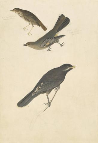 Hermit Thrush (Catharus guttatus), Townsend's Solitaire (Myadestes townsendi), and Gray Jay (Perisoreus canadensis), Study for Havell pl. 419