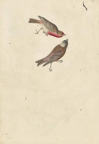 House Finch (Haemorhous mexicanus) and Gray-crowned Rosy Finch (Leucosticte tephrocotis), Lazuli Bunting, Brown-headed Cowbird, Evening Grosbeak, and Fox Sparrow, Study for Havell pl. 424