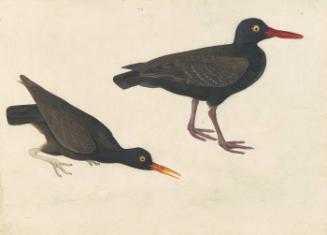 American Black Oystercatcher (Haematopus bachmani) and Blackish Oystercatcher?, Study for Havell pl. 427