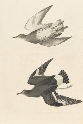 Surfbird (Aphriza virgata), Study for Havell pl. 428