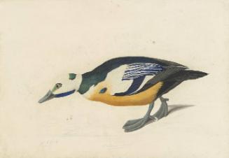 Steller's Eider (Polysticta stelleri), Study for Havell pl. 429