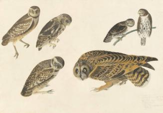 Burrowing Owl (Athene cunicularia), Little Owl (Athene noctua), Northern Pygmy-Owl (Glaucidium gnoma), and Short-eared Owl (Asio flammeus), Study for Havell pl. 432