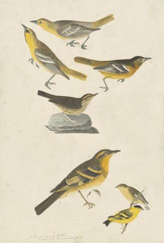 Bullock’s Oriole (Icterus bullockii), Baltimore Oriole (Icterus galbula), Northern Waterthrush (Parkesia noveboracensis), Lesser Goldfinch (Spinus psaltria), and Varied Thrush (Ixoreus naevius), Study for Havell pl. 433,