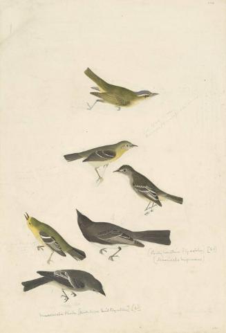 Red-eyed Vireo (Vireo olivaceus), Least Flycatcher (Empidonax minimus), Small-headed Flycatcher (Sylvania microcephala)?, Black Phoebe (Sayornis nigricans), Blue Mountain Warbler (Syl. mont)?, Western Wood-Pewee (Contopus sordidulus), Study for Havell pl. 434
