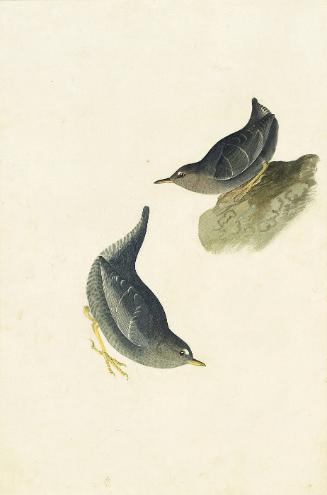 American Dipper (Cinclus mexicanus), Study for Havell pl. 435
