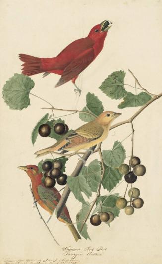 Summer Tanager (Piranga rubra), Study for Havell pl. 44