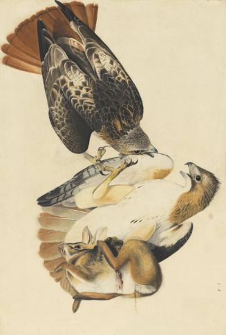 Red-tailed Hawk (Buteo jamaicensis), Study for Havell pl. 51