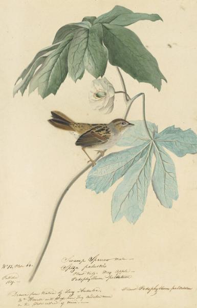 Swamp Sparrow (Melospiza georgiana), Study for Havell pl. 64