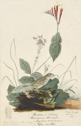 Henslow's Sparrow (Centronyx henslowii), Study for Havell pl. 70; detail of a bird tail