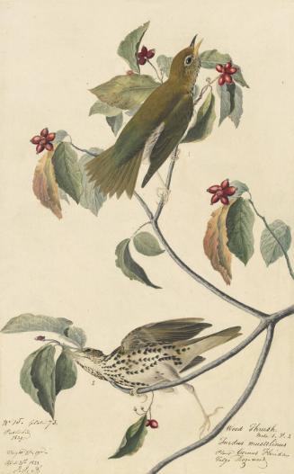 Wood Thrush (Hylocichla mustelina), Study for Havell pl. 73