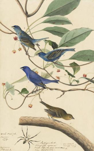 Indigo Bunting (Passerina cyanea), Study for Havell pl. 74