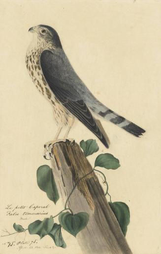 Merlin (Falco columbarius), Study for Havell pl. 75