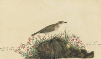 Water Pipit (Anthus spinoletta), Study for Havell pl. 80