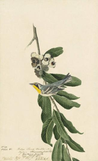 Yellow-throated Warbler (Setophaga dominica), Study for Havell pl. 85