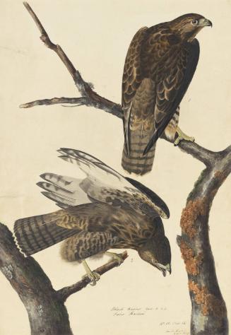 Harlan's Red-tailed Hawk (Buteo jamaicensis harlani), Study for Havell pl. 86